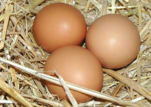 3 Eier im Nest